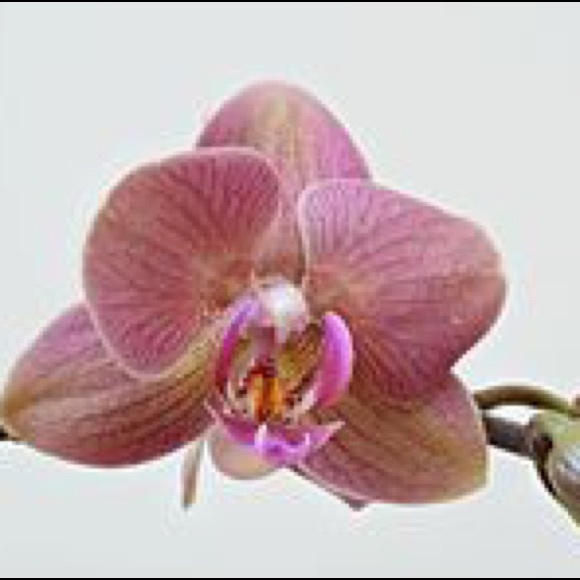 Meet your Posher, Lisa - Picture 1 of 1